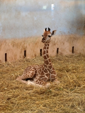 Svět zvířat - Žirafka