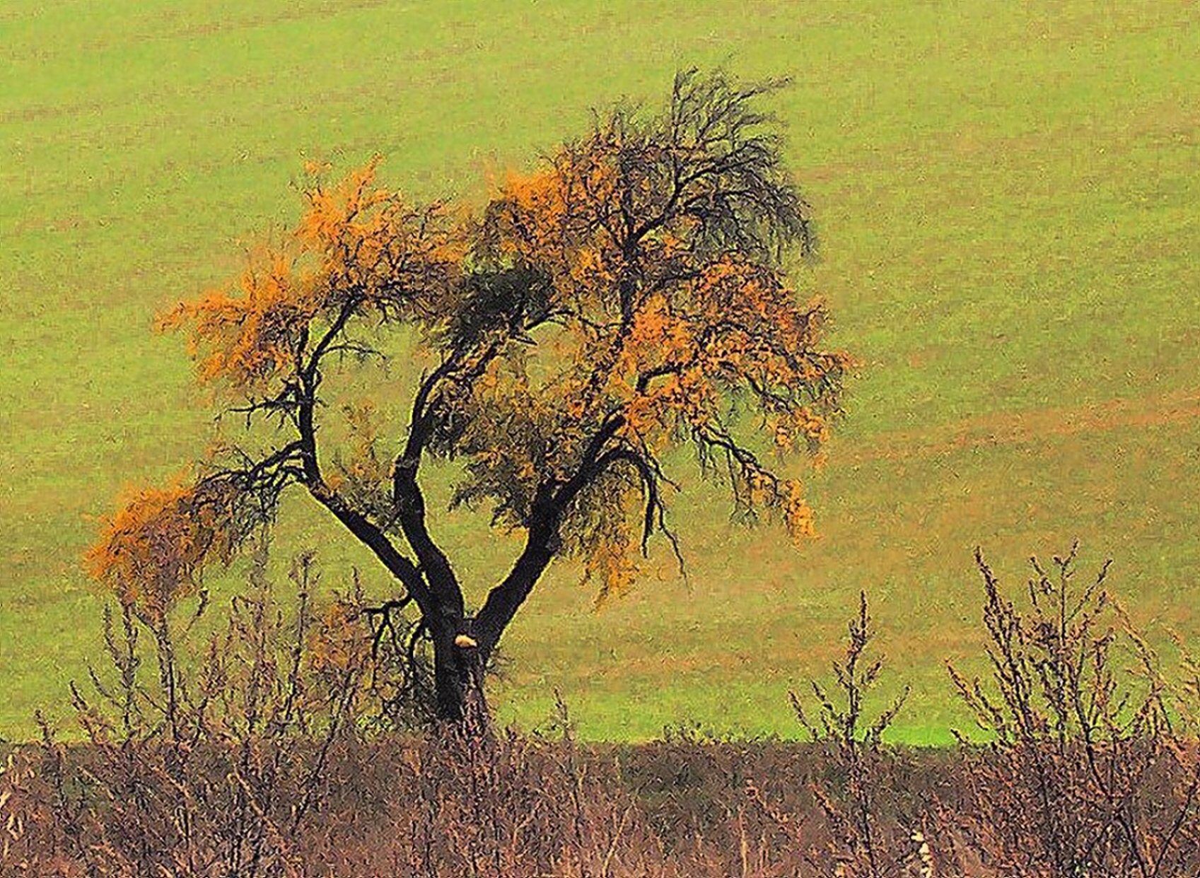 Malovaný obraz stromu