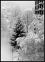 Jan Horák -Zima pod okny
