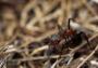 Formica rufa