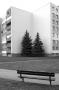 Trees 5