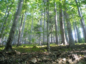 Stromy v krajině - Les