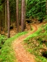 Mirka Grunertová -Lesní cesta