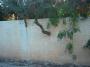 Strom ve zdi