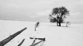 Zimní království - Zima na pastvinách