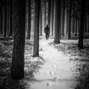 Zimní království - Lesem
