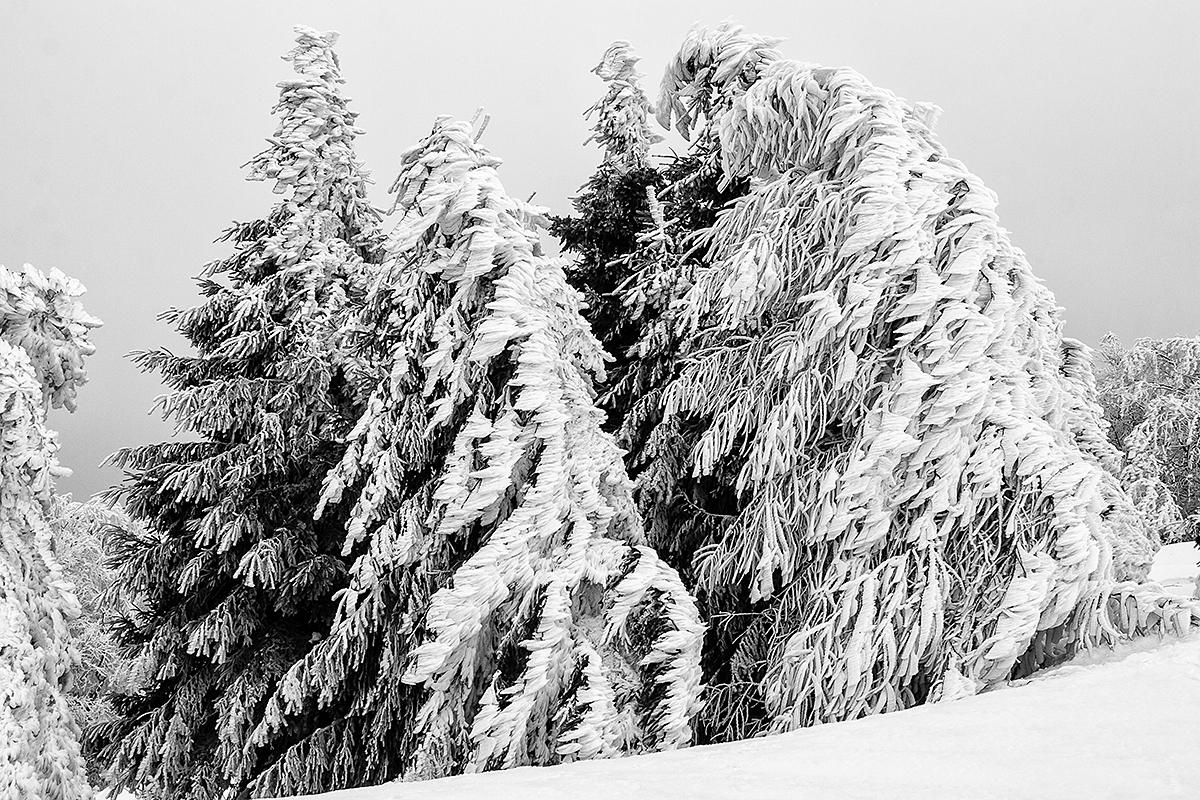 Stromy v zimě na vrcholcích Krušných hor