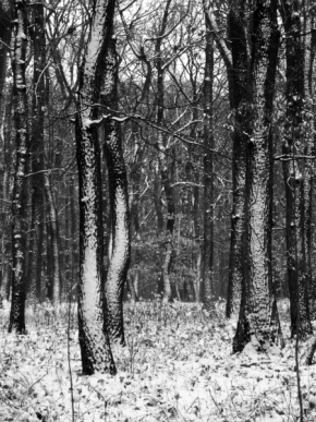 Zimní království - Stromy