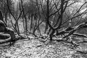 Zimní království - Krevní oběh lesa