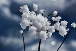 Zimní království - Fotograf roku - Junior - III.kolo - První sníh