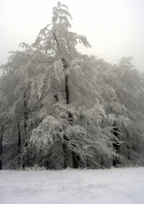 Zimní království - zmrzlý les