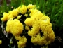 Makro