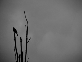 Černobílý svět - Kos na stromě sedí..