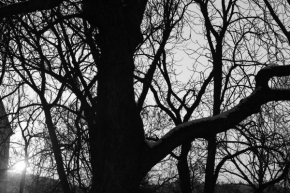 Černobílý svět - Rozvětvený strom