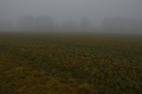 Fotograf roku v přírodě 2014 - Mlha přede mnou, mlha za mnou