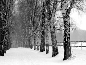 Černobílý svět - Zima na Vysočině