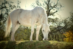 Svět zvířat - proto v  2014 moc sněhu není...i ten bílý kůň není bílej