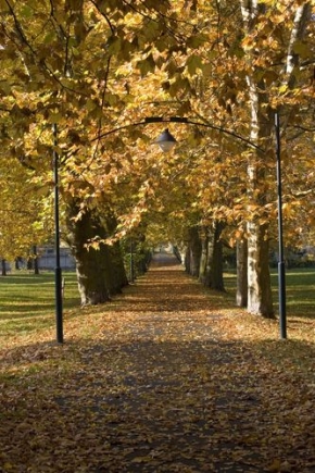 Stromy v krajině - Podzimni