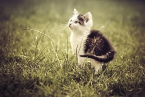 Svět zvířat - Hello kitty