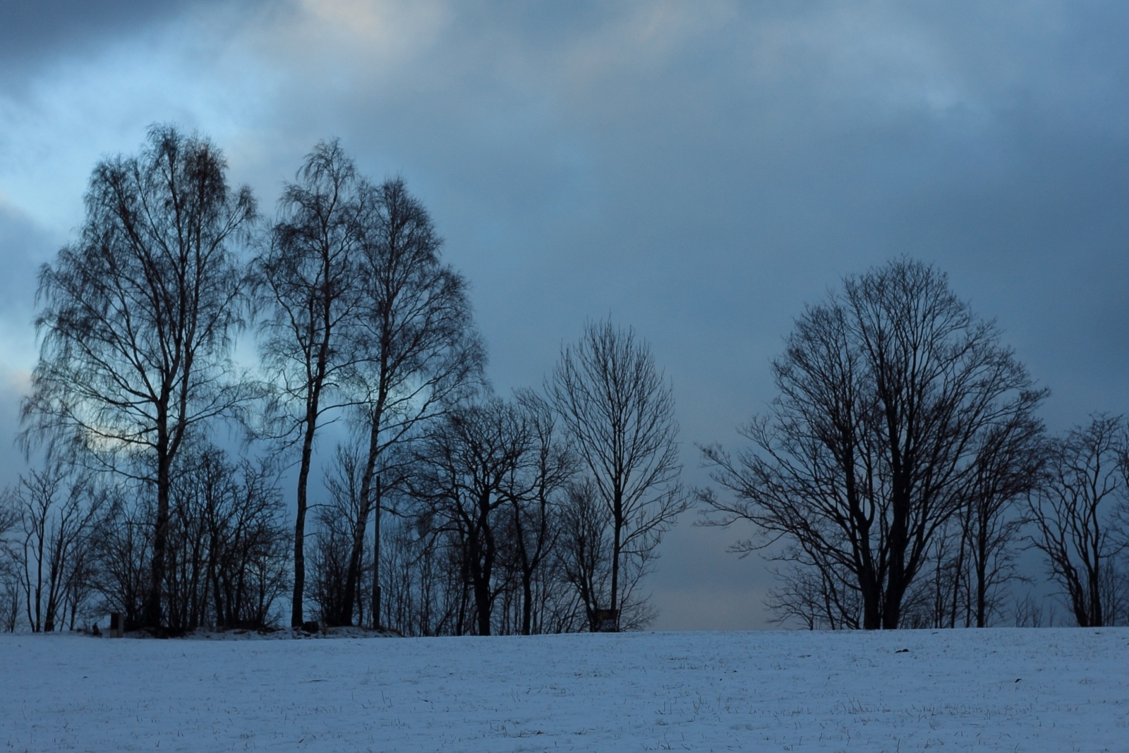 stromy v zimě