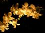 Orchidea ve tmě