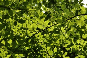 Fotograf roku v přírodě 2014 - Zelená poézia