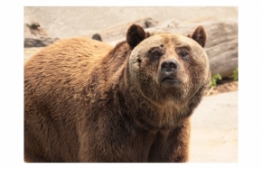 Svět zvířat - Medved hnedy