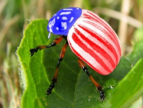 Hry s obrazem - American Beetle