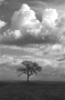 Milan Vondrák -Osamělý strom před bouřkou
