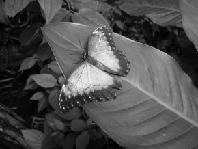 Černobílý svět - Motýlek