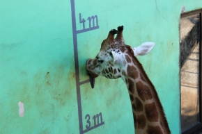 Svět zvířat - Žirafa