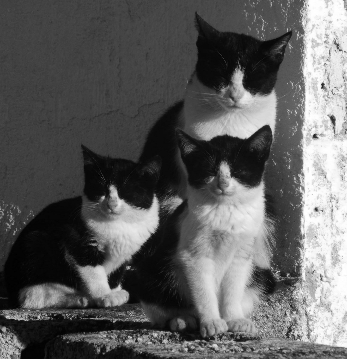 3 kočky se zavřenými očky