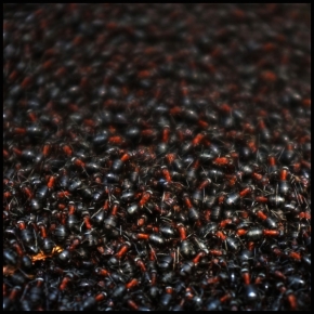 Svět zvířat - Mravenčení