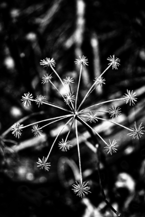 Černobílý svět - dry flower