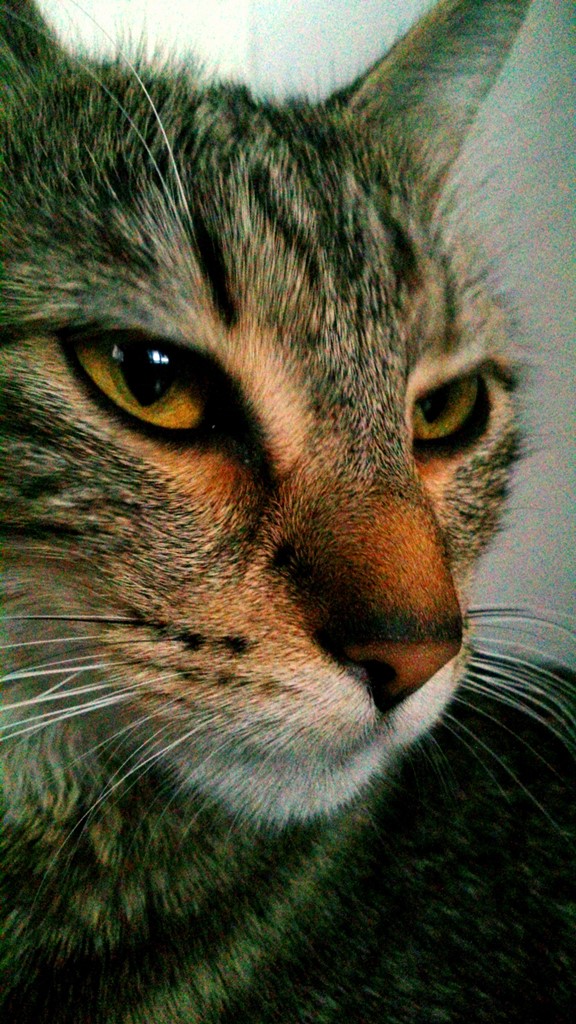 Kočka z profilu