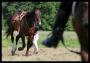 Cabalos