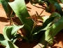 Welvitchia mirabilis - mladá