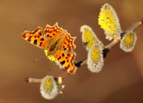 Fotograf roku v přírodě 2014 - když se jaro probouzí