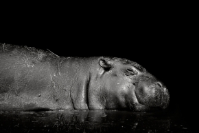 Svět zvířat - lazy hippo