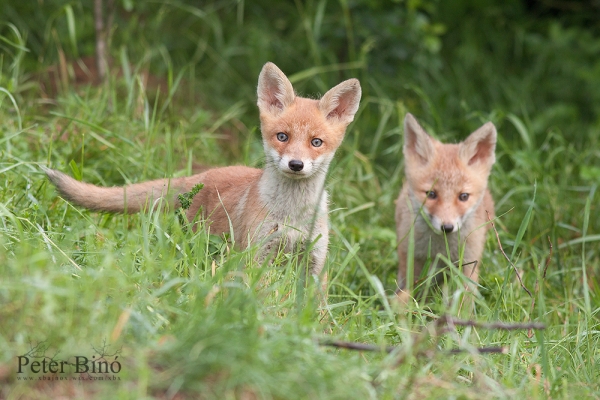 Fluffy little foxes