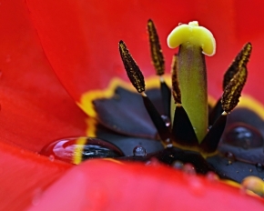 Miniaturní svět zblízka - Tulipán zevnitř