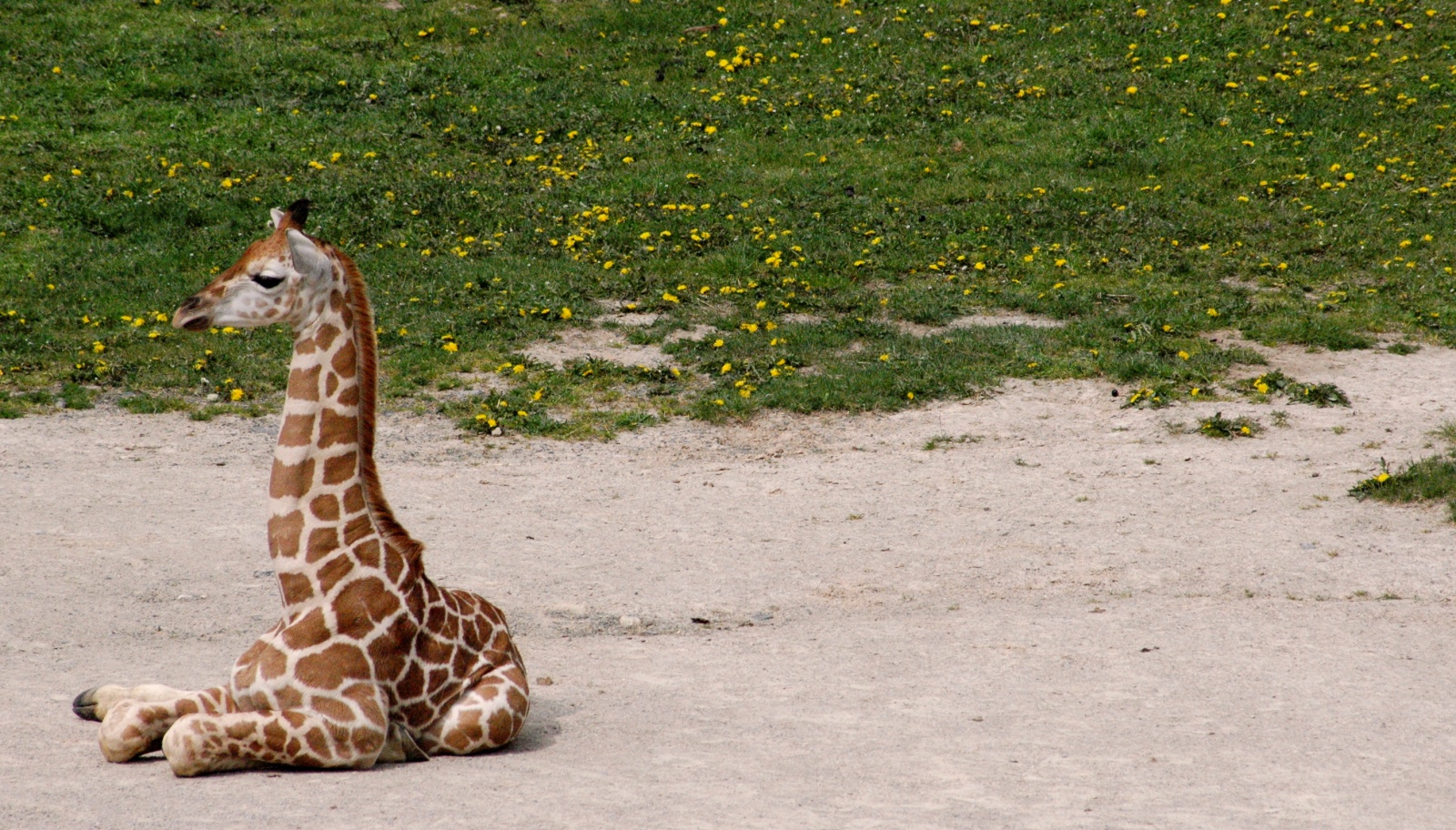 Žirafí mládě