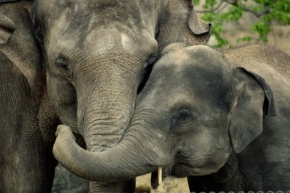 Svět zvířat - Sloní láska 