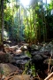 Soňa Bicanová -Rainforest