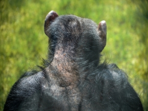 Svět zvířat - aj šimpanzy starnú