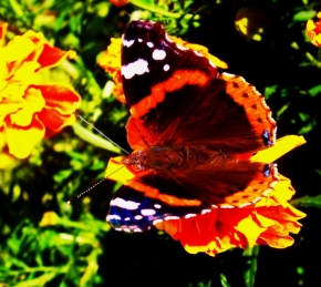 Miniaturní svět zblízka - Motýli svet