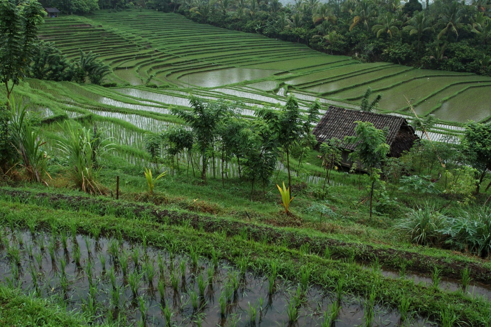 Rýžová pole, Bali