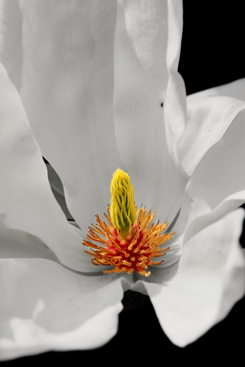V jádru květu Magnolie