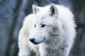 Svět zvířat - Vlk arktický