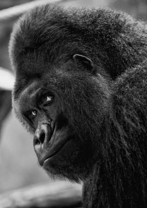 Svět zvířat - Gorila
